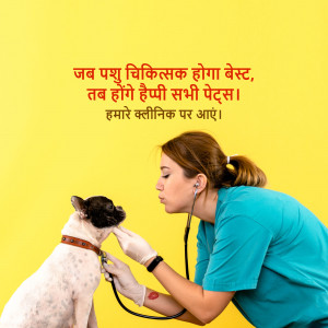 A female veterinarian examines a French Bulldog with a stethoscope.