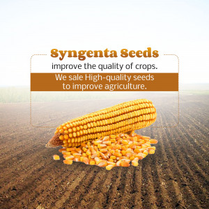 Syngenta Seeds advertisement featuring corn and corn kernels in a field.