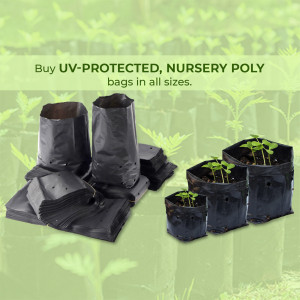 Black UV-protected nursery poly bags in various sizes with small plants