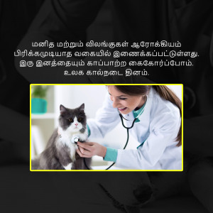 A veterinarian is examining a grey and white cat with a stethoscope.