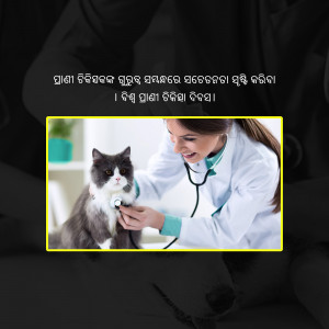 A female veterinarian is examining a grey and white cat with a stethoscope.