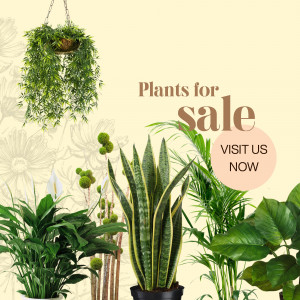 A variety of houseplants displayed with a sale promotion.