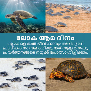 Collage of sea turtles at different stages of life, from hatchlings to adults.