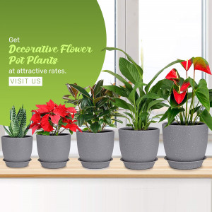 Assortment of decorative flower pot plants on a windowsill