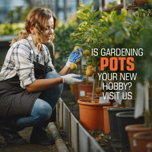 Woman gardening with citrus tree in pots