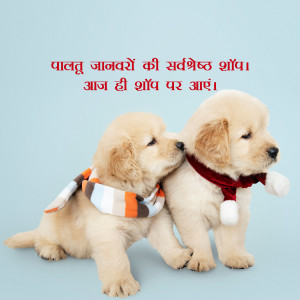 Two golden retriever puppies wearing scarves looking at each other