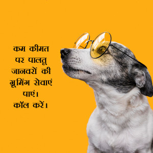 A dog wearing glasses with text in Hindi about affordable pet care.