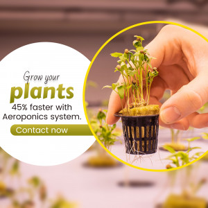 Hand holding a small plant grown with an aeroponics system, promoting faster growth.