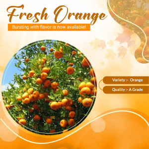 Image of fresh oranges on a tree with promotional text.