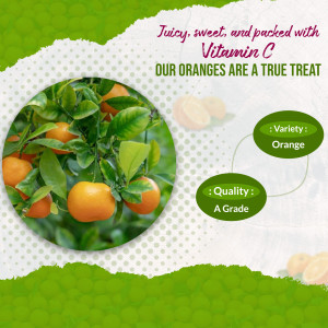 Close-up of fresh oranges on a branch with text highlighting Vitamin C content and quality.