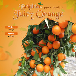Close-up of fresh oranges on a branch with text overlay promoting 'Juicy Orange'