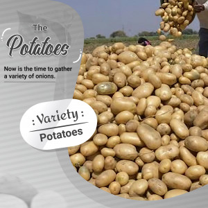 A pile of freshly harvested potatoes with a person gathering them in the background.