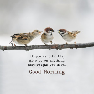 Three sparrows perched on a branch with a motivational quote.