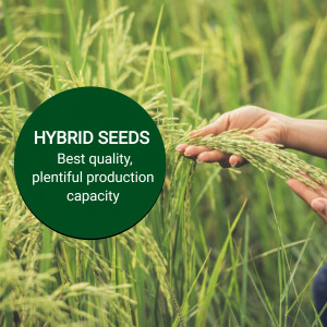 Hand holding rice stalks with a green circle displaying 'Hybrid Seeds'