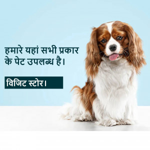 A cute Cavalier King Charles Spaniel puppy sitting and looking at the camera with text in Hindi.
