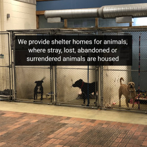 Dogs in kennels at an animal shelter
