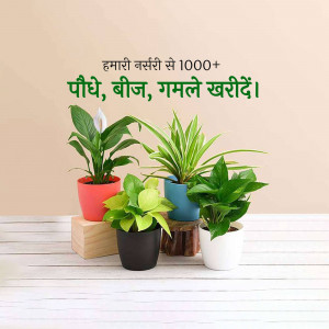 Assortment of potted indoor plants with text in Hindi promoting a nursery's wide selection.