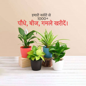 Assortment of potted indoor plants including Peace Lily, Spider Plant, and Money Plant.