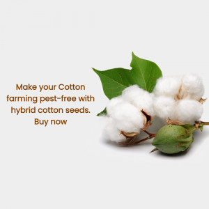 Close-up of cotton plant with text promoting pest-free farming