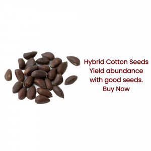 A pile of brown hybrid cotton seeds with text overlay 'Hybrid Cotton Seeds Yield abundance with good seeds. Buy Now'