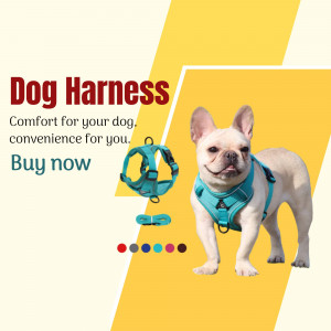French Bulldog wearing a teal dog harness with a matching leash.