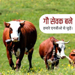Two cows walking in a green field with text in Hindi promoting cow welfare.