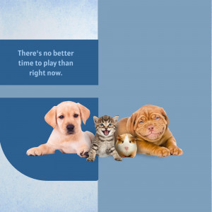 A collage of adorable pets including a Labrador puppy, kitten, guinea pig, and Bulldog puppy with the text 'There's no better time to play than right now.'