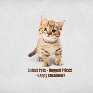 A cute tabby kitten looking at the camera with text 'Cutest Pets - Rugged Prices = Happy Customers'