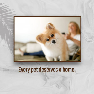 Pomeranian dog in a framed photo with text 'Every pet deserves a home.'