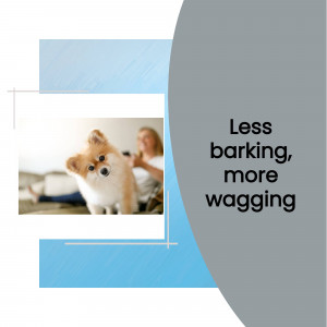 A Pomeranian dog being groomed by its owner with text 'Less barking, more wagging'.
