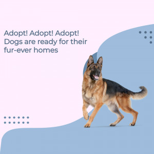 German Shepherd dog looking at the viewer with adoption message