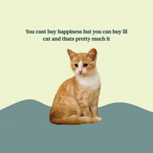 Orange tabby cat with text overlay