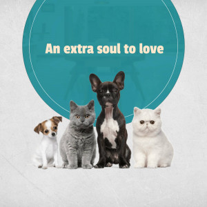 A group of adorable pets including a cat, dogs, and a kitten.