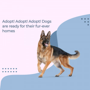 German Shepherd dog looking for adoption