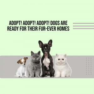 A group of adorable dogs and cats looking for adoption.