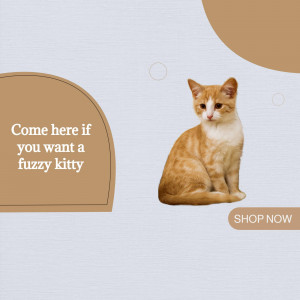 An adorable orange and white tabby cat sitting and looking at the viewer with a call to action.