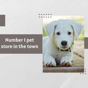 A cute white puppy lying on a wooden surface with a green collar.