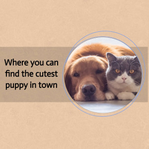 A golden retriever puppy and a grey tabby cat looking at the camera within a circular frame.