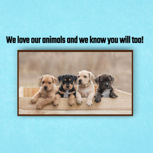 Four cute puppies looking at the camera