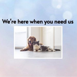A golden retriever and a grey tabby cat lying together indoors.
