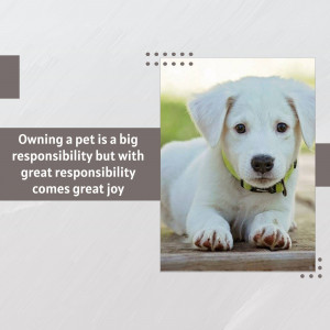A cute white puppy lying on wood with text about pet responsibility.