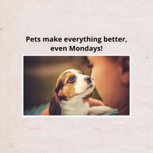 A close-up of a puppy being held by a person, with text 'Pets make everything better, even Mondays!'