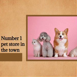 A group of cute pets including a corgi, poodle, and cat posing in front of a pink background with text 'Number 1 pet store in the town'.