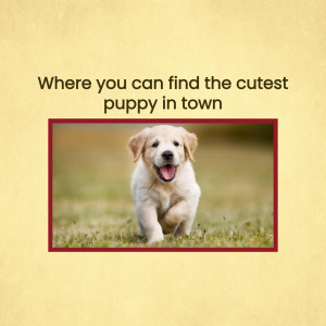 Golden Retriever puppy running towards the camera