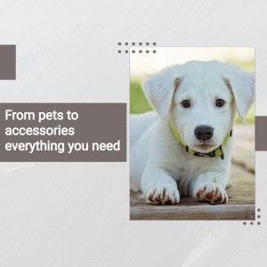A cute white puppy wearing a green collar lying on a wooden surface with text promoting pet supplies.