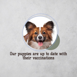 Close-up of a cute Papillon puppy in a circular frame with text about vaccinations.