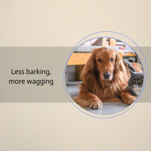 A dachshund and a grey cat lying together inside a blue circle.