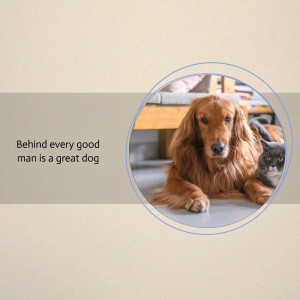 Golden retriever and grey cat lying together