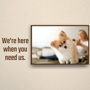 Framed portrait of a Pomeranian dog with text 'We're here when you need us'
