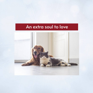 A golden retriever and a grey cat lying side-by-side indoors.